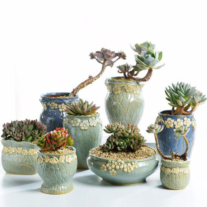 Echeveria Succulent - Succulent Plants Flowerpot Small and Medium