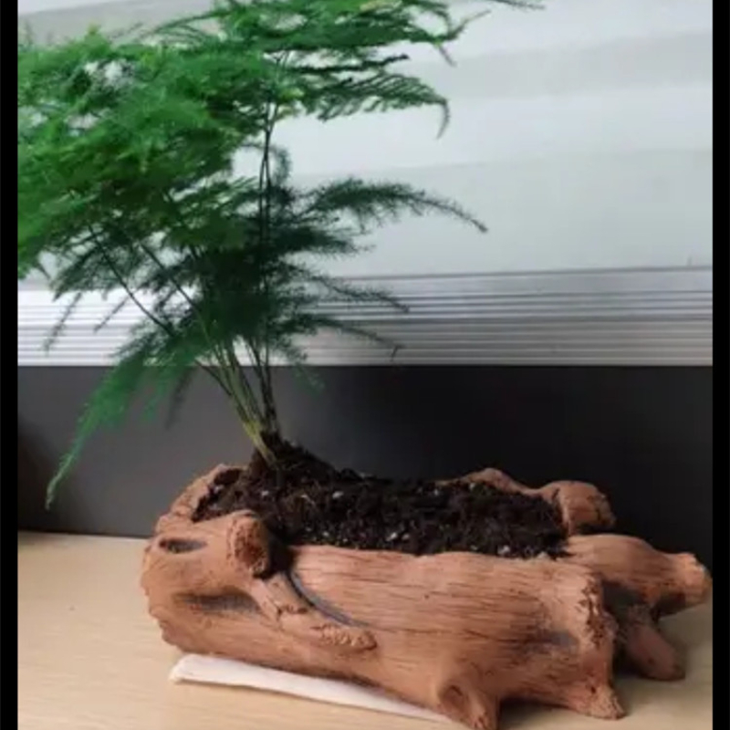 Imitation Wooden Stakes Tree R - огляд і ціна Echeveria Succulent