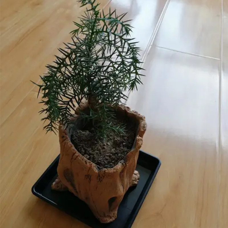 Imitation Wooden Stakes Tree R - огляд і ціна Echeveria Succulent