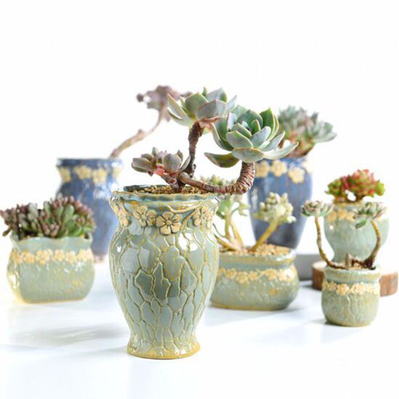 Succulent Plants Flowerpot Sma - огляд і ціна Echeveria Succulent