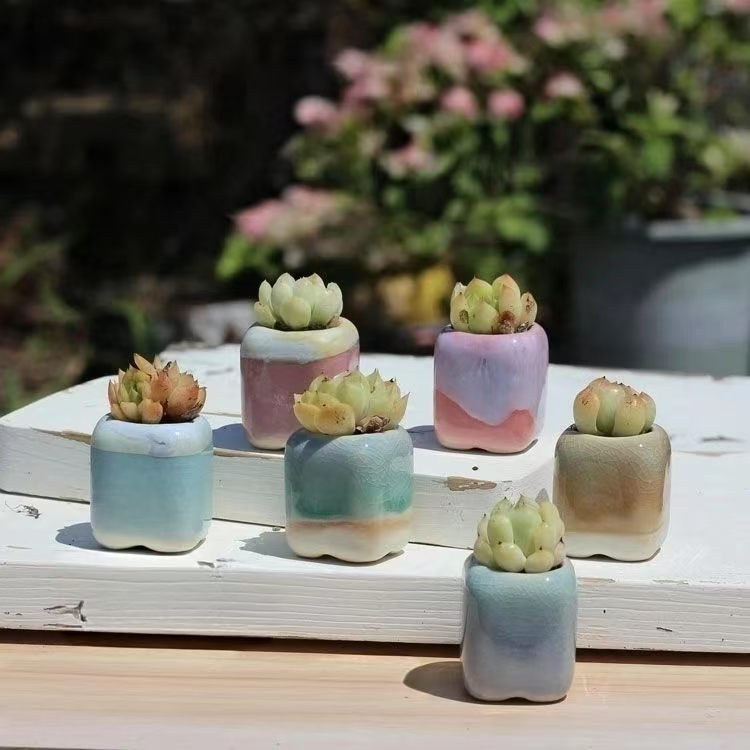 6Pcs Mini Flowerpot Succulents - огляд і ціна Echeveria Succulent